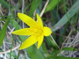 Pauridia serrata subsp. serrata